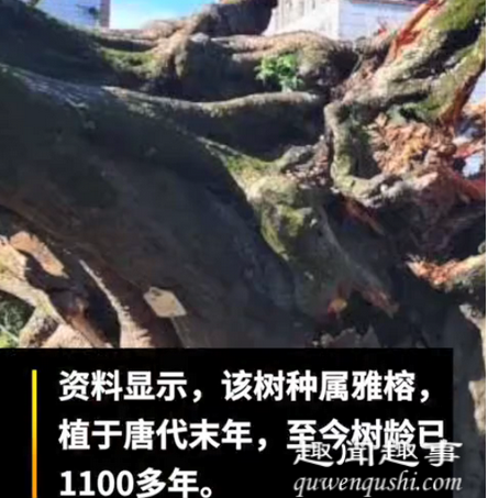 广东1100多岁古榕树倒塌 画面曝光实在让人震惊?