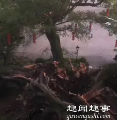 广东1100多岁古榕树倒塌 画面曝光实在让人震惊?面曝