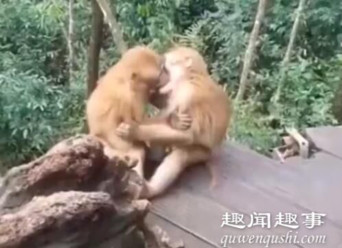 两只猴子接吻被发现害羞打闹 画面曝光实在让人震惊