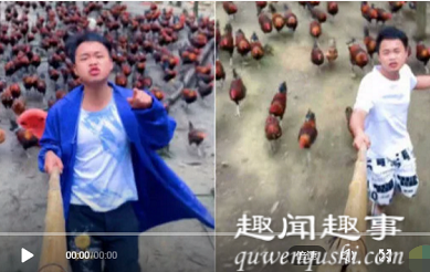近日,贵州瓮安一农村小伙走红,因养殖成千上万只鸡被称“鸡头哥”。他用竹竿当
