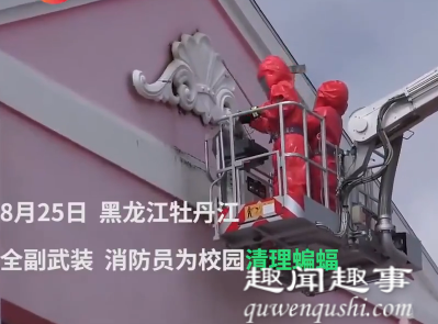 近日,黑龙江一学校教学楼发现蝙蝠,消防员在17米高处拆除蝙蝠聚集的石膏板,现场太吓人