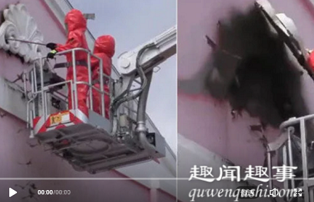 近日,蝙蝠蝙蝠黑龙江一学校教学楼发现蝙蝠,消防员在17米高处拆除蝙蝠聚集的石膏板,现场太吓人