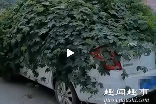 8月29日,满杂四川成都,一轿车全身爬满杂草车胎已瘪,现场曝光让网友直呼担心。胎已