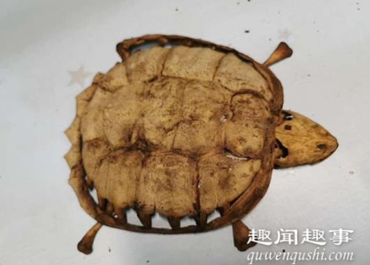 9月1日,个月武汉一位大学生时隔8个月返校,回宿舍后他第一时间找自己养的乌龟,结果