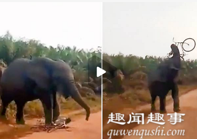 近日,象袭一名骑车男子遭大象袭击蜷缩在躺地上不敢动弹,随后画面让人意外。缩躺随后