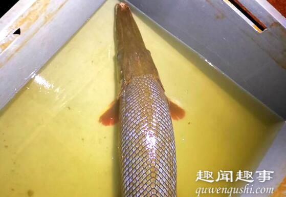 重庆鱼塘每年放几千条鱼消失不见 有人钓起1米长怪鱼吓坏村民