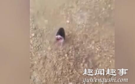 近日一段视频在网上热传:有市民在积水路段发现一个黑色物体游动,走近一看让人难以置信了