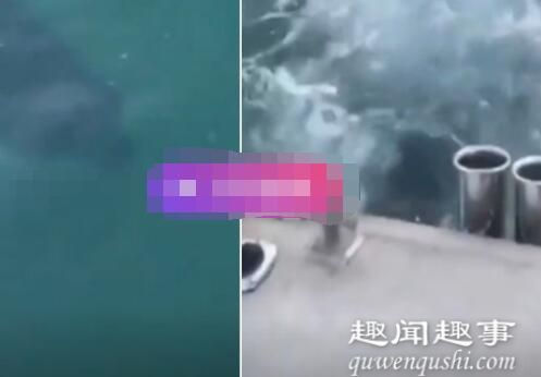 海面发现巨大鲸鱼尸体 众人上前查看后胆颤心惊
