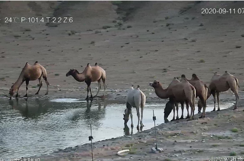 甘肃发现首例白化野骆驼 这次发现实在是罕见