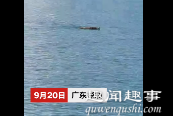 沸腾!深圳市民海边钓鱼发现不断移动怪物 游近后所有人沸腾了