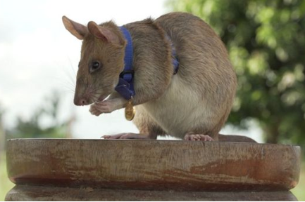 非洲巨鼠嗅出39枚地雷获奖章 究竟是什么样的巨鼠?