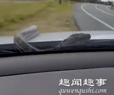 五口之家行驶途中眼前突然爬出一条蟒蛇 恐怖一幕被拍下简直太吓人了