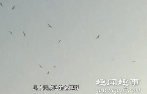 近日,河南一牧场数十只老鹰在天空中盘旋,不久后离奇的事情发生了。