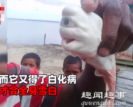 惊呆了!渔夫捞上鲨鱼后宰杀 竟在鱼腹中发现极其罕见一幕(视频)