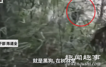 10月26日,树林重庆一名乡干部路过树林突遇罕见景象,他慢慢靠近拍下30秒视频后,吓