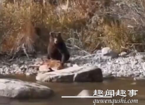 男子乘船时见棕熊在吃大块的看清肉 看清猎物后无法淡定了真相曝光实在令人震惊