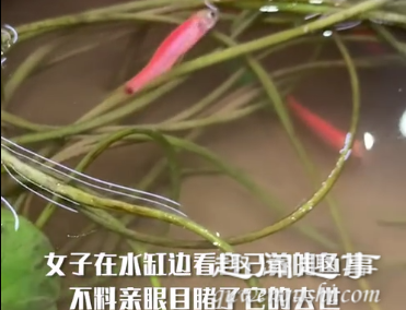 10月27日,贵州一名女子在鱼缸边拍自己的鱼,随后竟目睹意外一幕,让她倒吸一口凉气