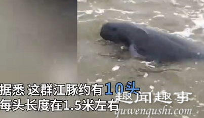 广西渔民意外捞到一群大鱼 随后一幕引众人尖叫真相曝光实在令人震惊(视频)