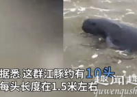 广西渔民意外捞到一群大鱼 随后一幕引众人尖叫内幕揭秘实在让人吃惊(视频)