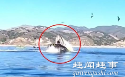 近日两名女子正在海面上开心观赏鲸鱼,突然海水剧烈翻腾,下一秒连人带船被一口
