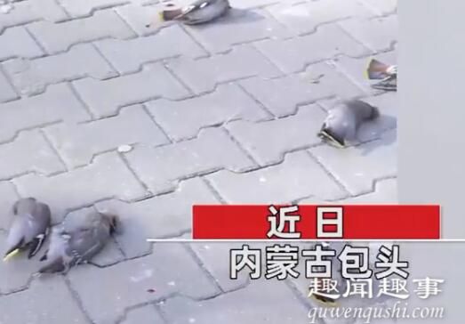 近日,内蒙古每天都有三四百只小鸟在同一地点撞楼自杀,原因让人不敢相信,实在