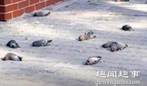 近日,内蒙古每天都有三四百只小鸟在同一地点撞楼自杀,原因让人不敢相信,实在