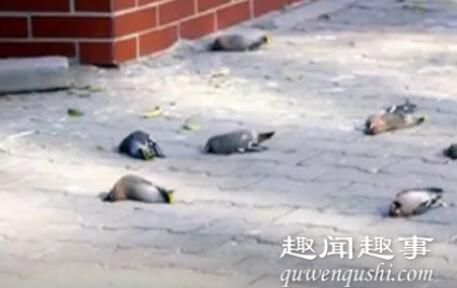 近日,内蒙古一小区内,每天有三四百只小鸟在同一地点撞楼自杀,现场有大量鸟类尸体