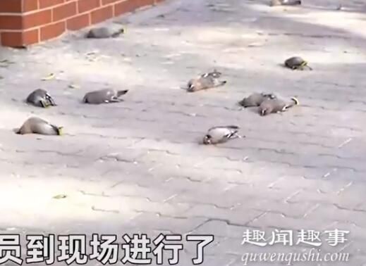 近日,内蒙古一小区内,每天有三四百只小鸟在同一地点撞楼自杀,现场有大量鸟类
