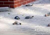 内蒙古每天三四百只小鸟在同一地点撞楼自杀 原因曝光令人心疼