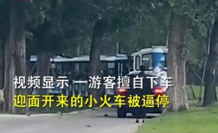 5月4日,数米北京野生动物园内一男子擅自下车,在园区来回走动,数米外就站着几只野生动物