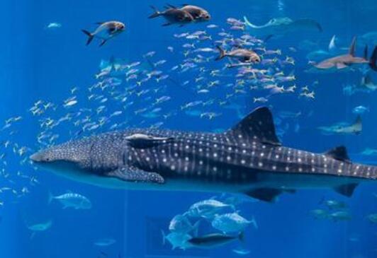 海南鲸鱼用超声波震晕鱼群疯狂掠食 渔民拍下现场直呼罕见