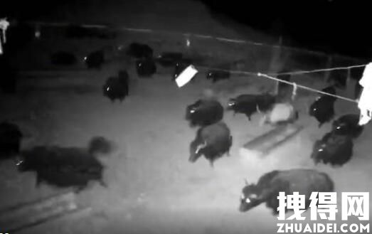 青海6.9级地震瞬间:牛群受惊逃窜 原因竟是这样实在太意外了