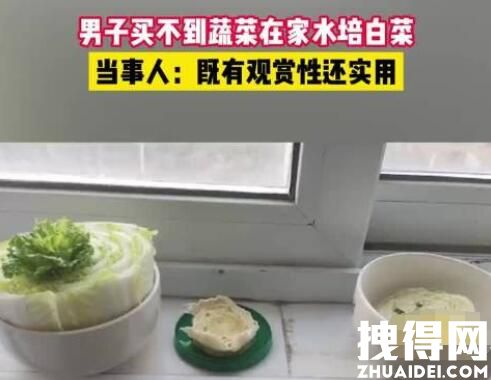 上海一男子买不到菜在家水培白菜原因曝光