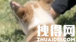 上海一小区宠物狗被扑杀 居委会回应 背后真相实在让人惊愕