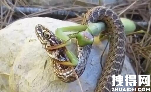蛇为什么怕螳螂 原因竟是这样令人惊个呆