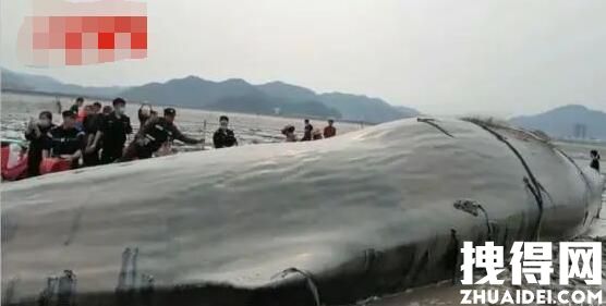 宁波象山海域一头鲸鱼搁浅 究竟是怎么回事？