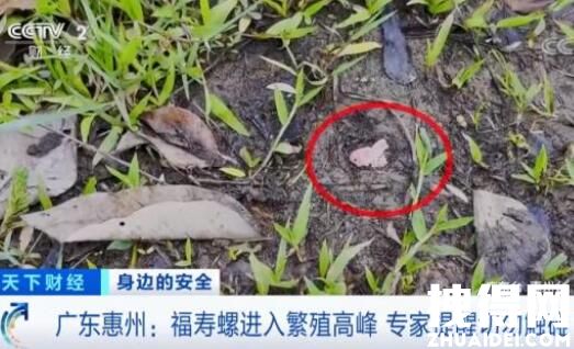 广东多地出现福寿螺泛滥现象 究竟是怎么回事？