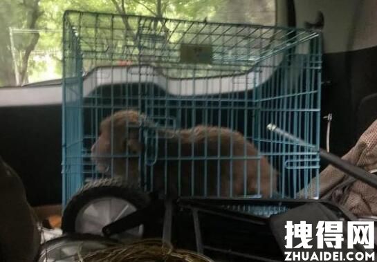 大闹南京的一只流浪猴被抓到了 背后真相实在让人惊愕
