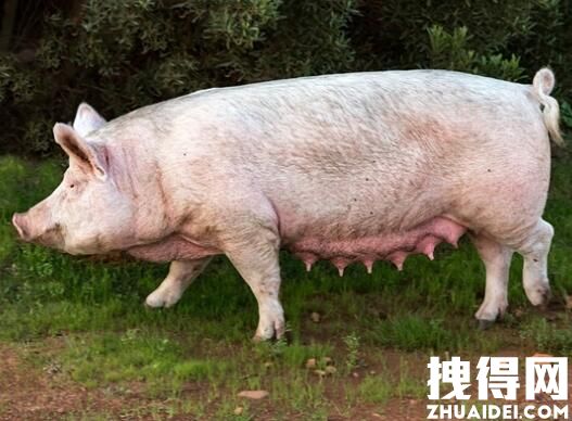 “猪坚强”标本预计5月12日展出 内幕曝光简直太意外了