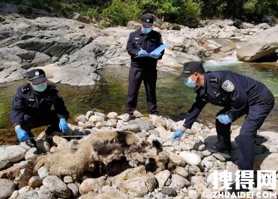 大熊猫河边死亡 警方排除人为猎杀 究竟是杀究事怎么回事？