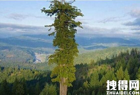 世界上最高的树 世界上最高的树是什么树?它有多高?