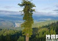 世界上最高的树 背后真相实在让人惊愕