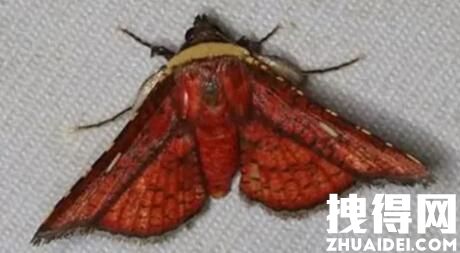红色飞蛾有毒吗 究竟有没有毒？
