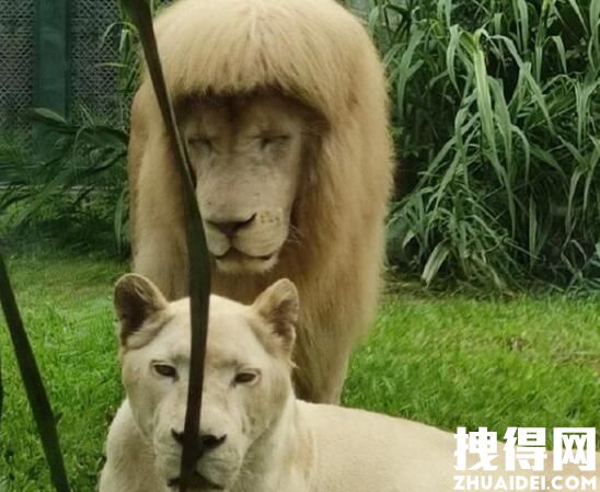 给狮子剪齐刘海?广州动物园回应 背后真相实在让人惊愕