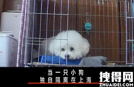 一只上海小狗独自隔离的19天 背后真相实在让人惊愕