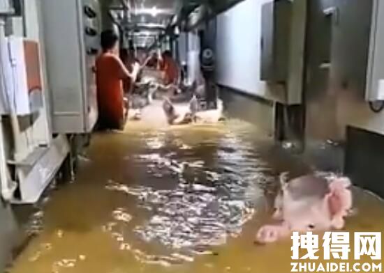 养殖场被淹 “二师兄”组团游泳自救 内幕曝光简直太意外了