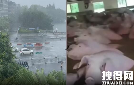 暴雨致养殖场被淹 万头猪等救援 内幕曝光简直太意外了