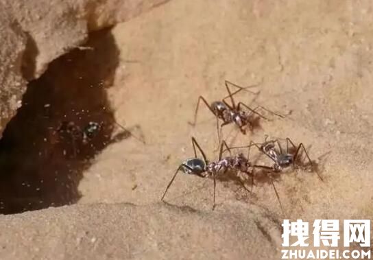 河南有多热?蚂蚁落地3秒暴毙 究竟是怎么回事？