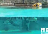 郑州高温动物园给老虎安排泳池解暑 内幕曝光简直太意外了
