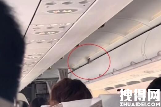 东航回应客机飞行时舱内飞出小鸟 究竟是怎么回事？